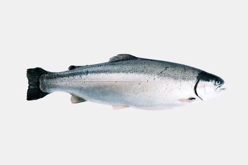 Whole Norwegian Fjord Trout